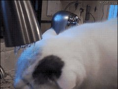 Воспитанная кошка