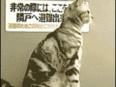 Человекообразная кошка