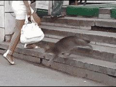 Ошеломляющий бросок
