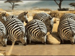 Ожирение в Африке