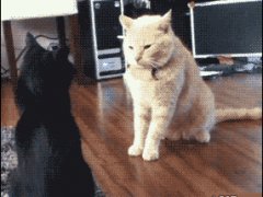Сонный бой