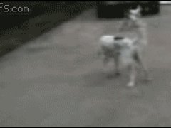 Притворилась мертвой