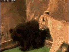 Медведь и тигренок - первая встреча