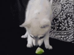 Нехороший лимон