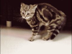 Кошачья украдка