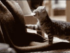 Утро с милым котенком