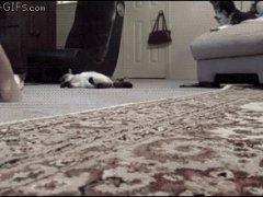 Кошка для вытирания