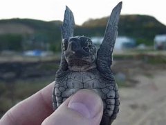 Мечты о полёте