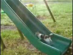 Кошка на горке