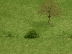 Летний ветерок