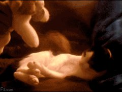 Котёнок обнимает игрушку