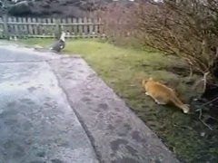 Разные цели