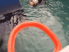 Морская выдра играет в баскетбол