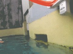 Выдра и баскетбол
