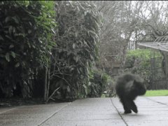 Котёнок на двух лапках