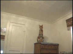 Домашняя кошка