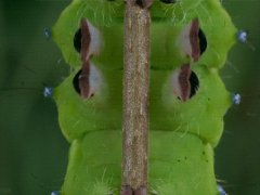 Карабкающаяся гусеница