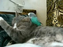 Вредная птичка