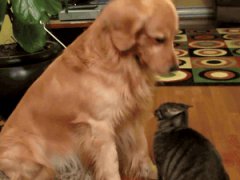 Хорошая кошка!