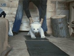 Полярный медвежонок