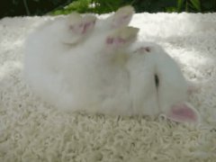 Спящий кролик
