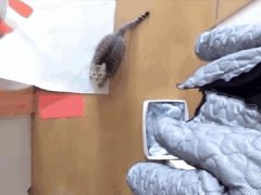 Кошка - баскетболистка