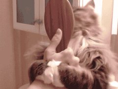Кошачий способ причесаться