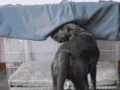 Любит спать в темноте