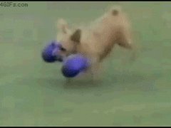Собака на задних лапках
