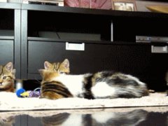 Напуганные котята