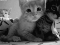 Котята перед камерой