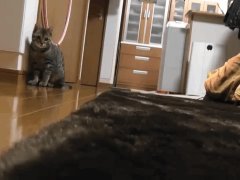 Кошка вратарь