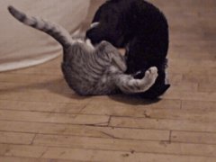 Кошачий приём