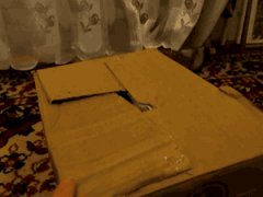 Кот в коробке