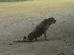 Бедная собачка