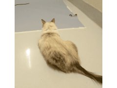 Разбег на скользком полу