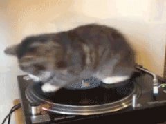 Кошка - ДиДжей