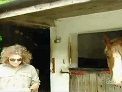 Лошадь - металлистка
