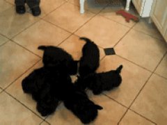 Карусель из щенков