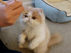 Японская еда пришлась по вкусу