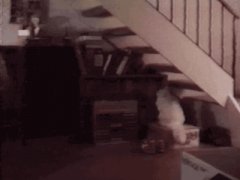 Антигравитационная кошка