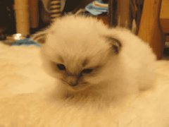 Уставший котёнок