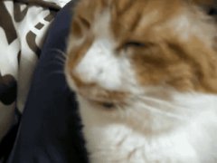 Пузырь в носу у кошки