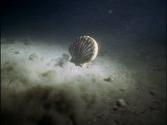Так плавает морской гребешок