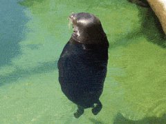 Дзен