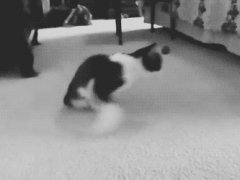 Неунывающий котейка