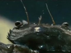 Трусливый рак-богомол