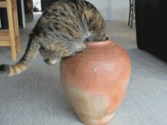 Жирная кошка в кувшине