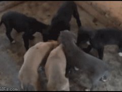 Забавный песик