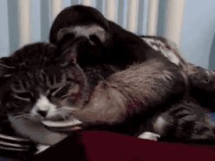 Ленивец любит обниматься